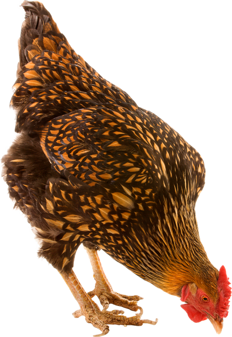 Golden Laced Wyandotte Chicken Pecking