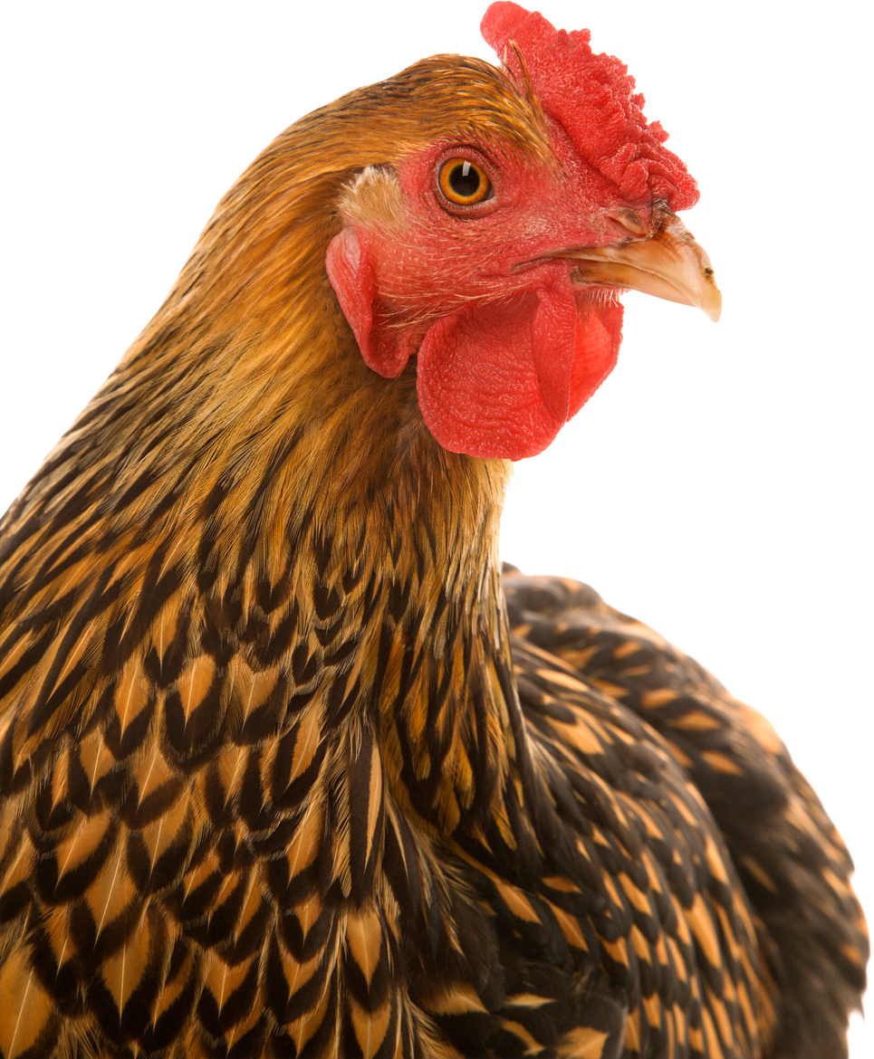Golden Laced Wyandotte Chicken